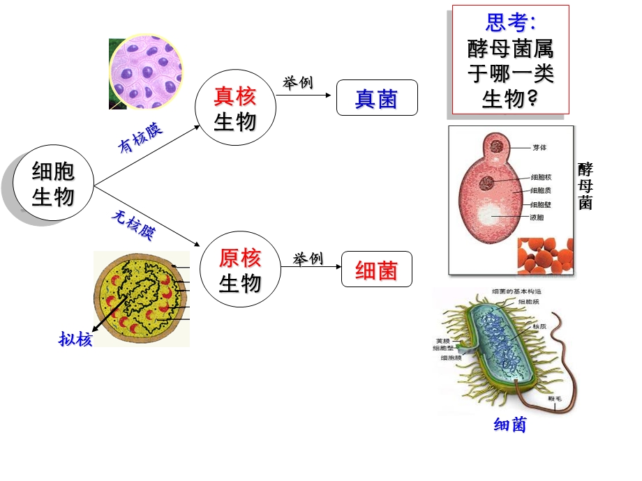 新课程改革下生物有效教学的若干思考 广雅中学 苏科庚.ppt_第3页