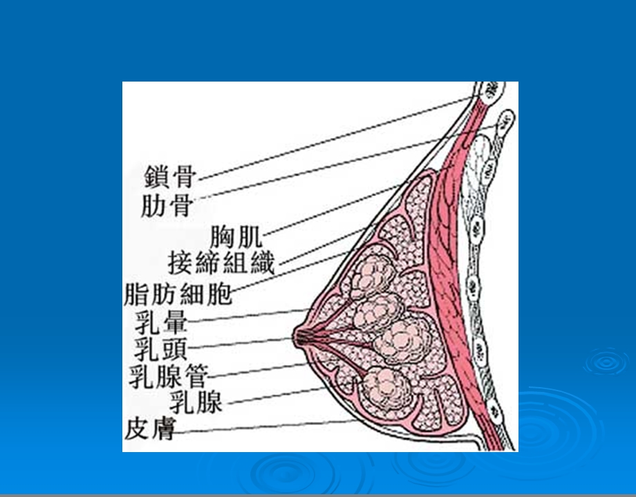 乳房肿块防治知识(1).ppt_第3页