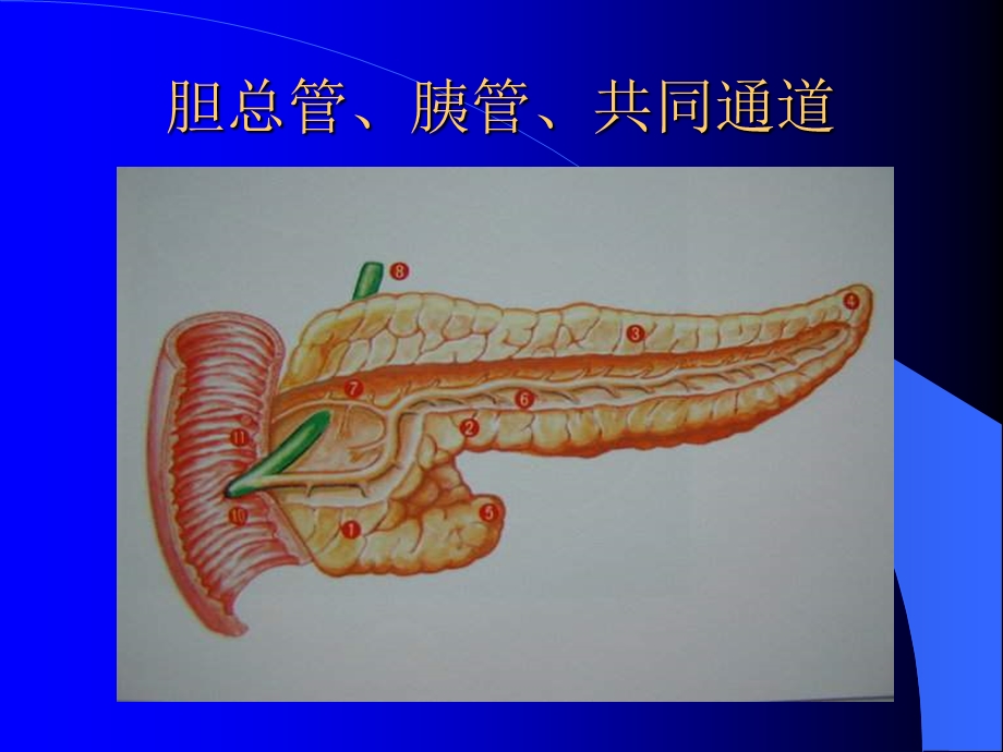 胰腺疾病.ppt_第3页