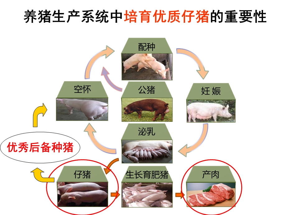 车炼强_--教槽料营养与营养结构.ppt_第2页