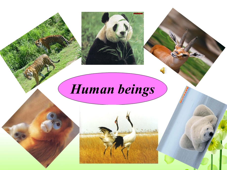 unit4 How Daisy Learned to Help Wildlife4.ppt_第2页