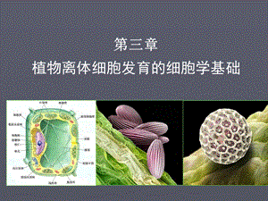 植物离体细胞发育的细胞学基础(1).ppt