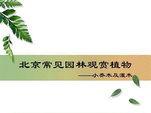 北京地区 园林常用小乔木及灌木.ppt