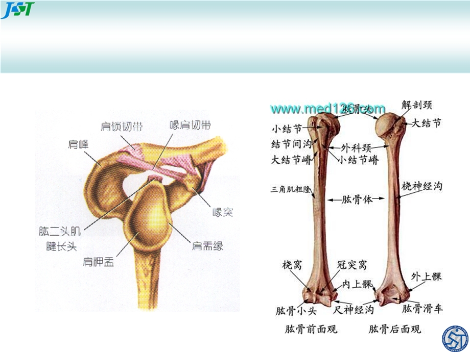 肩关节常见疾病.ppt_第3页