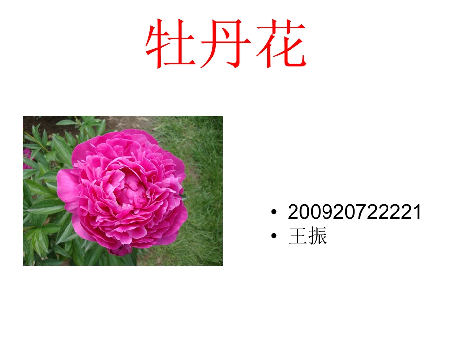 牡丹花.ppt.ppt_第1页