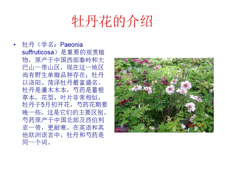 牡丹花.ppt.ppt_第2页