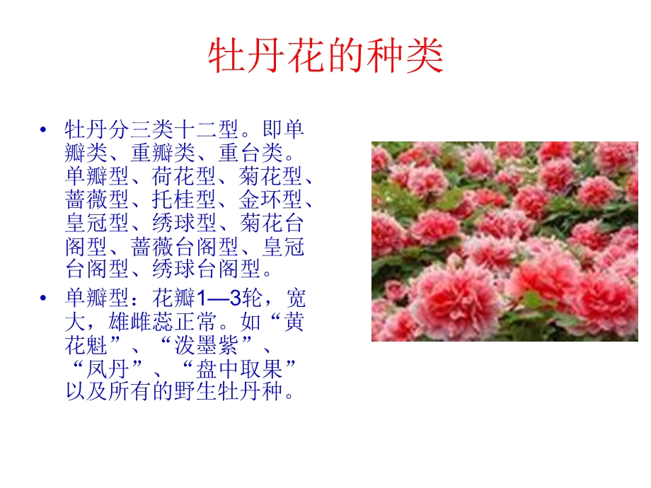 牡丹花.ppt.ppt_第3页