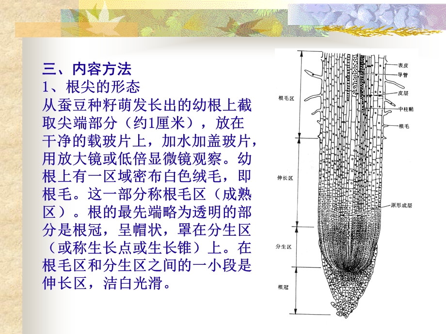 实验五 根的结构（一） 一、目的的要求1、观察植物根尖的形态和结构(1).ppt_第3页