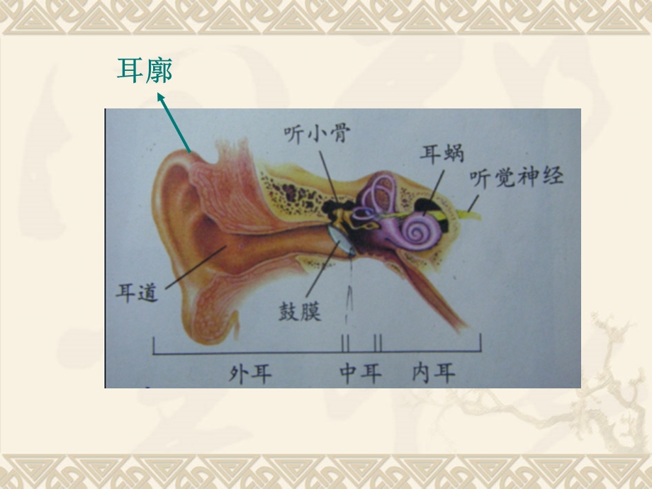 教科版小学科学四年级上册《我们是怎样听到声音的》 .ppt_第2页