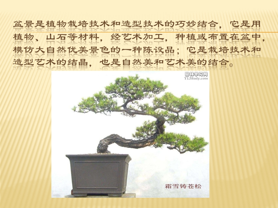 盆景艺术.ppt_第2页