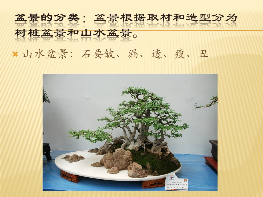 盆景艺术.ppt_第3页