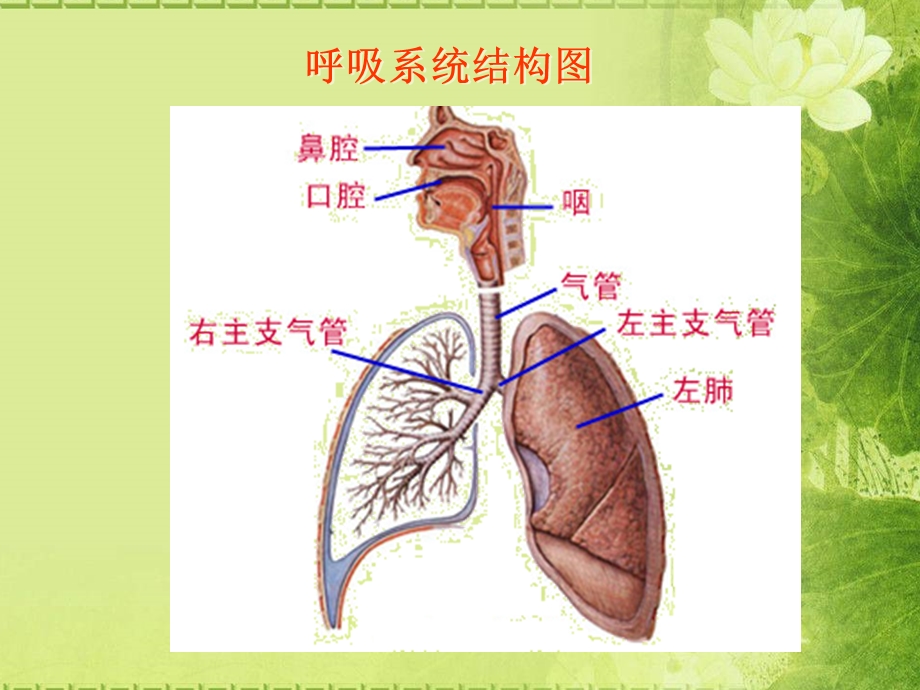 呼吸系统用药[最新].ppt_第2页