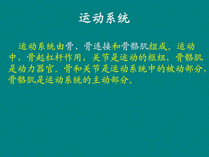 [新版]人体骨骼_图文.ppt