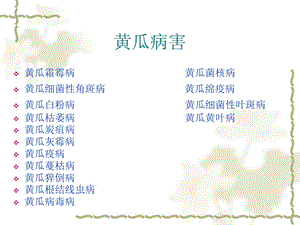 黄瓜病害（精品PPT） .ppt