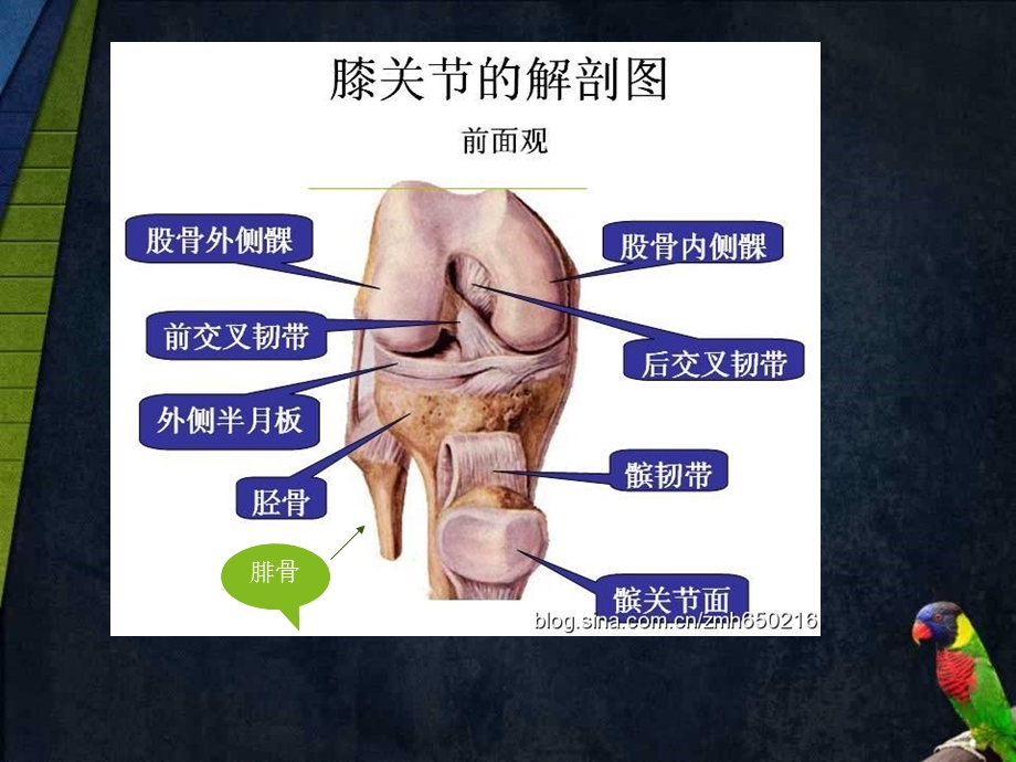 PPT膝关节_演示文稿.ppt_第3页