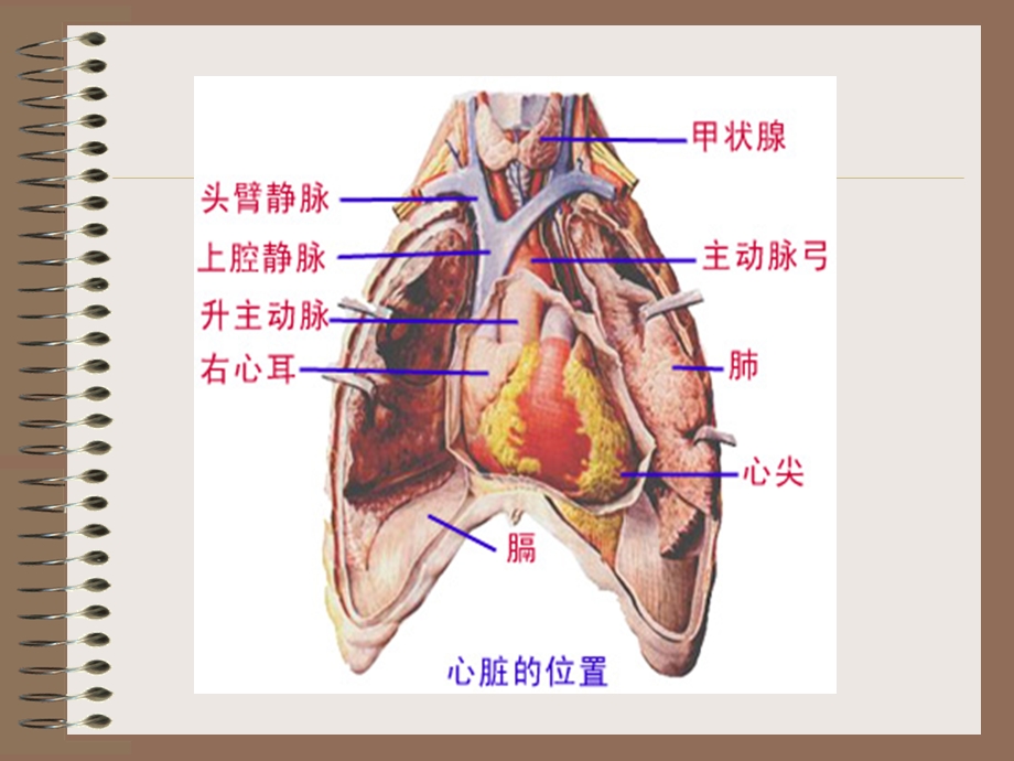 心脏结构及功能(1).ppt_第3页