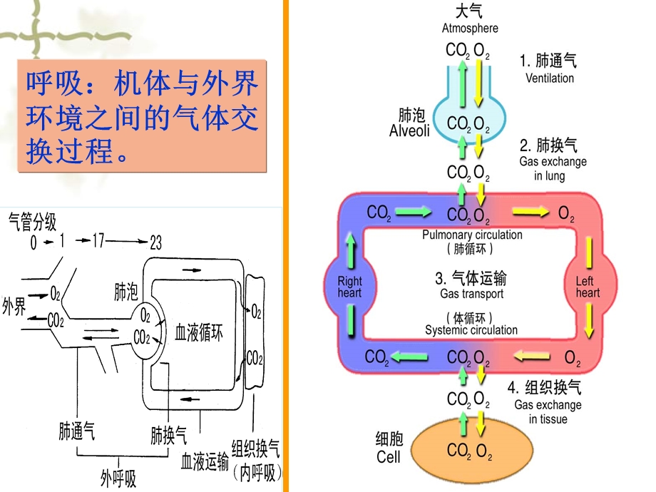 2014呼吸系统 解剖生理.ppt_第2页