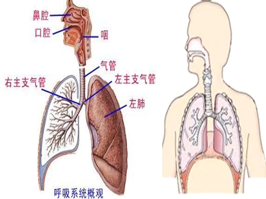 2014呼吸系统 解剖生理.ppt_第3页