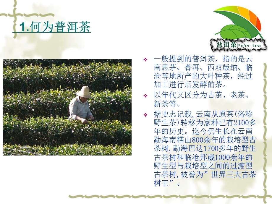 普 洱 茶 知识;ppt.ppt_第2页