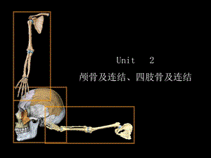 颅骨及连结、四肢骨及连结（精品ＰＰＴ） .ppt