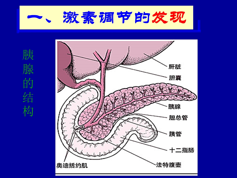 动物激素的调节.ppt_第2页