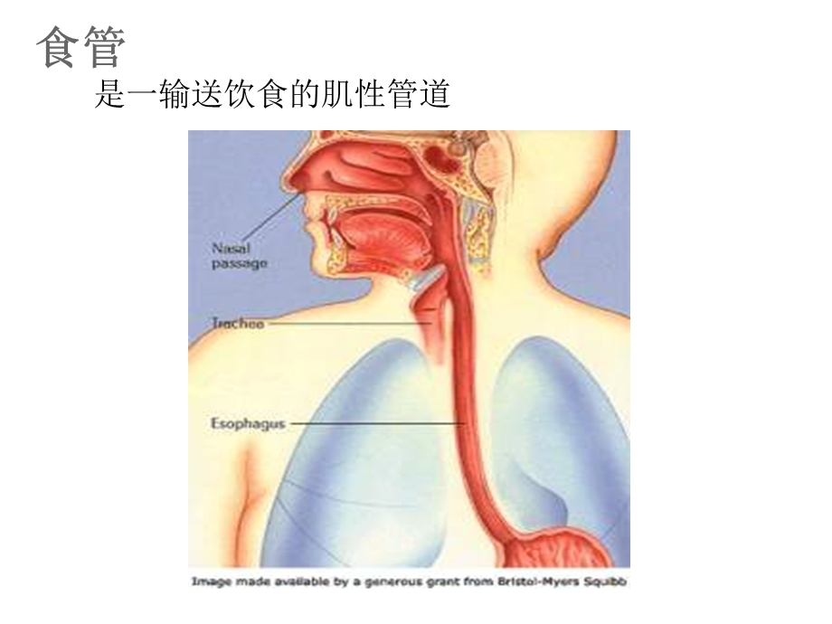 食管疾病病人的护理.ppt_第3页