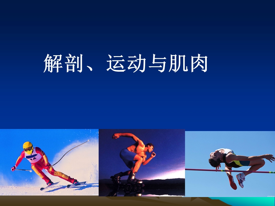 解剖运动肌肉.ppt.ppt_第1页