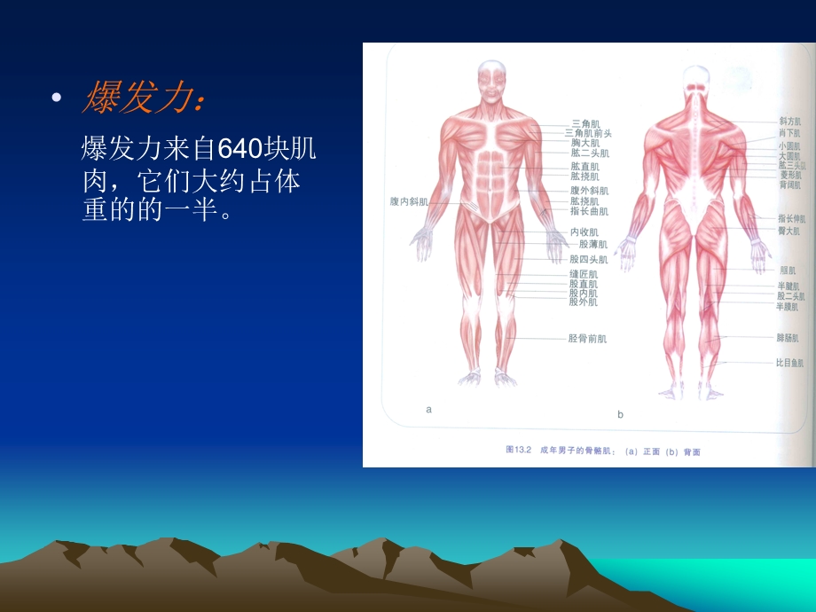 解剖运动肌肉.ppt.ppt_第3页