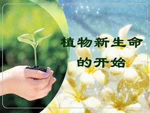 教科版小学科学三年级下册《植物新生命的开始》 (1).ppt