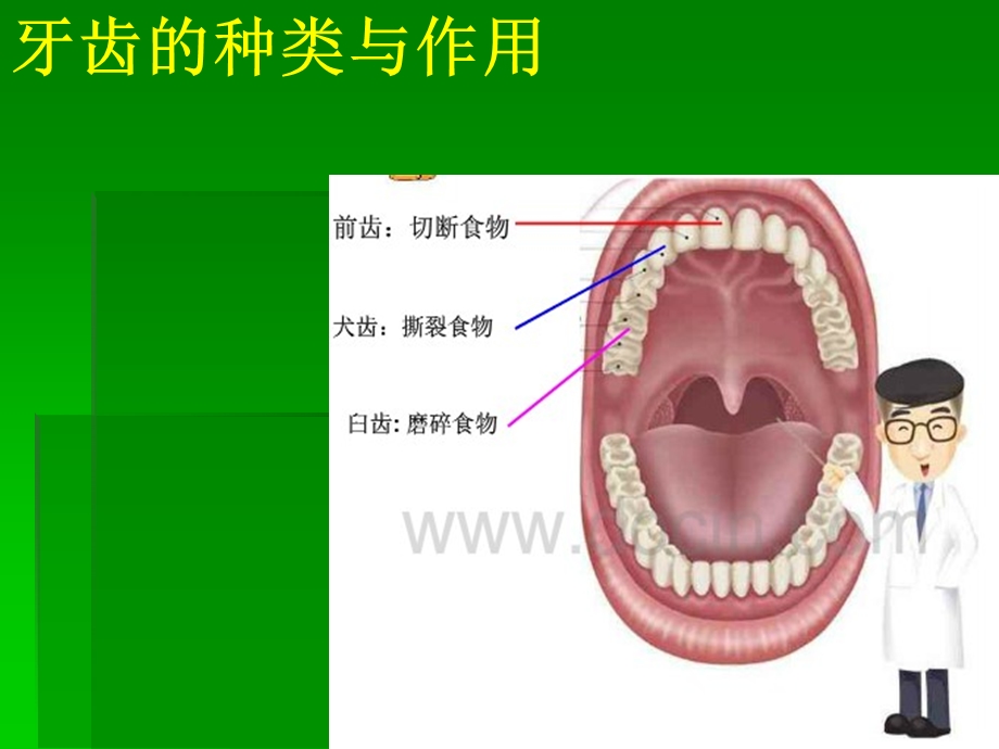 小学体育与健康《保护牙齿》课件1.ppt_第3页