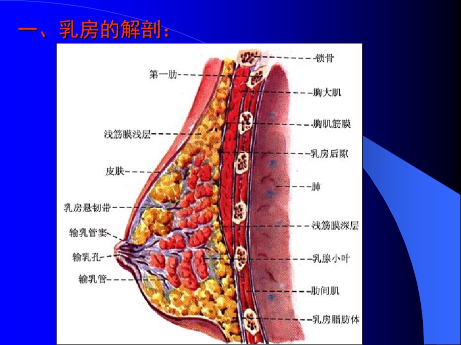 乳房的结构及相关知识.ppt.ppt_第2页