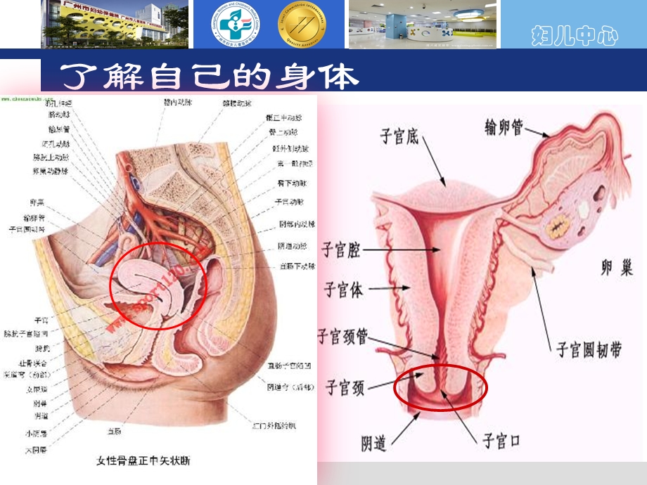 539_3191978_妇女健康知识讲座.ppt_第2页