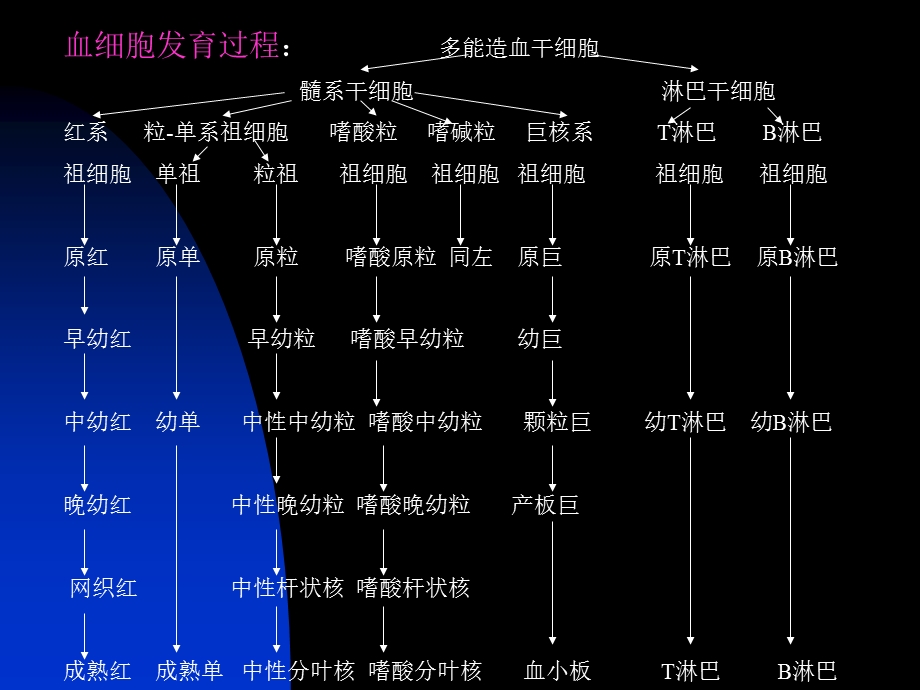 【最新精选】1.骨髓细胞形态.ppt_第2页