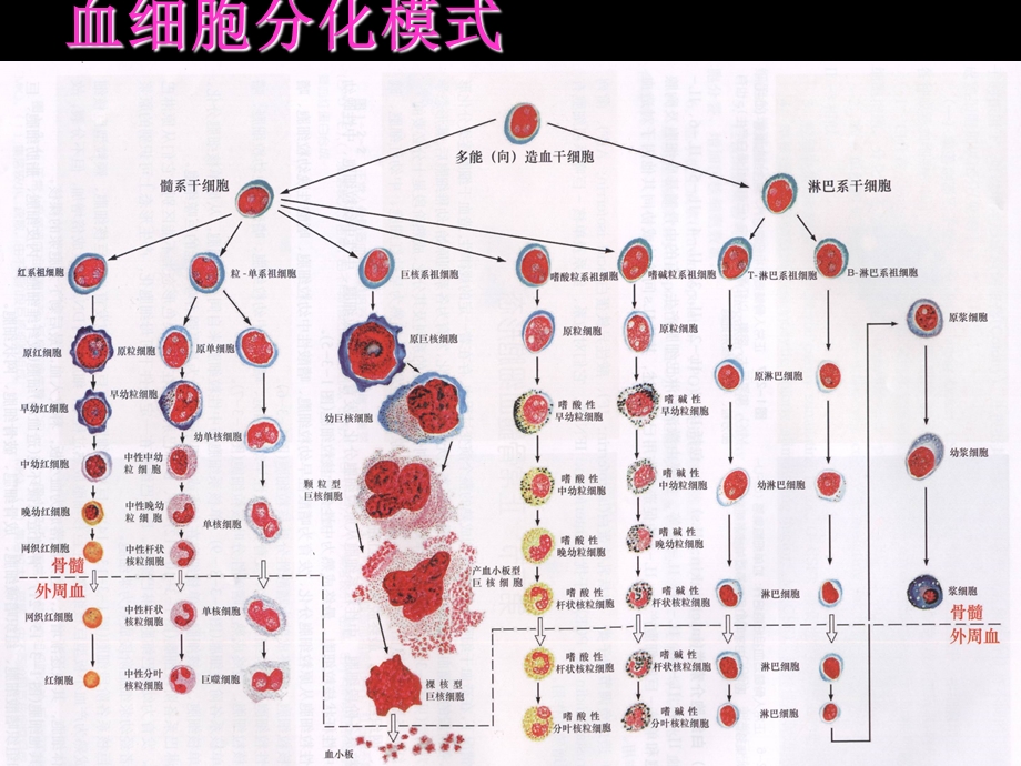 【最新精选】1.骨髓细胞形态.ppt_第3页