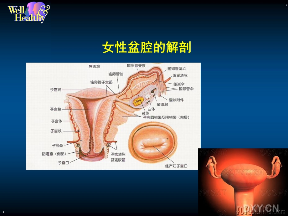 妇科保健讲座.ppt_第3页