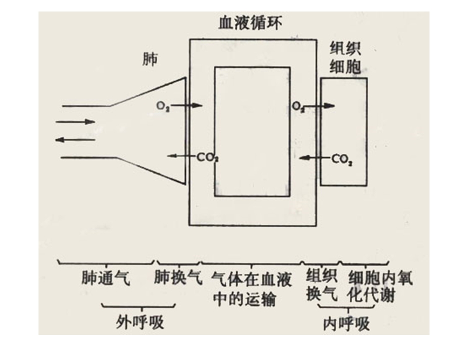 第三节呼吸的评估护理.ppt_第3页