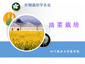 油菜栽培.ppt