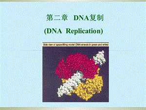 DNA复制的起始和终止.ppt