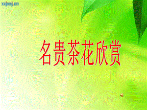 名贵茶花欣赏.ppt