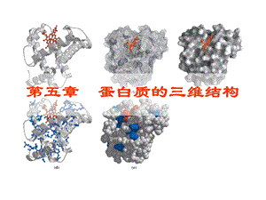 第5章蛋白质的三维结构.ppt.ppt