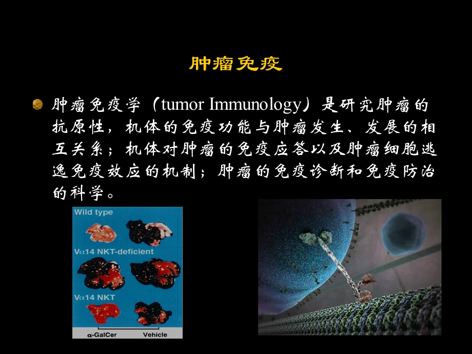 第十二章__肿瘤免疫.ppt_第3页