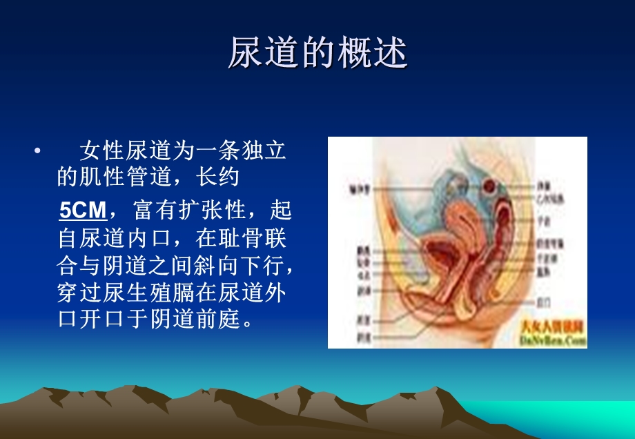 会阴及尿管护理.ppt.ppt_第3页