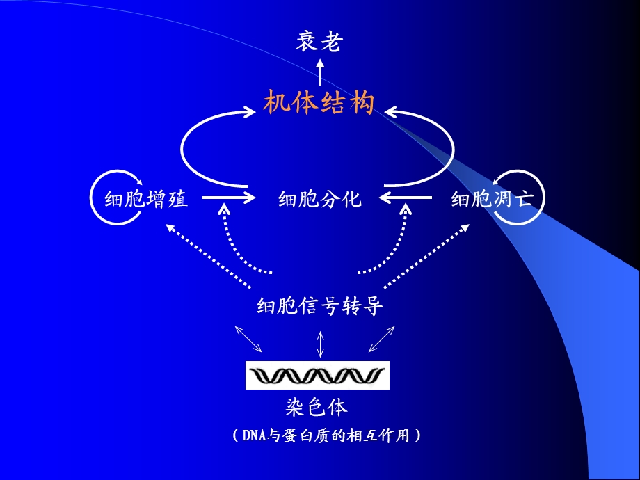 细胞衰老与凋亡.ppt_第2页