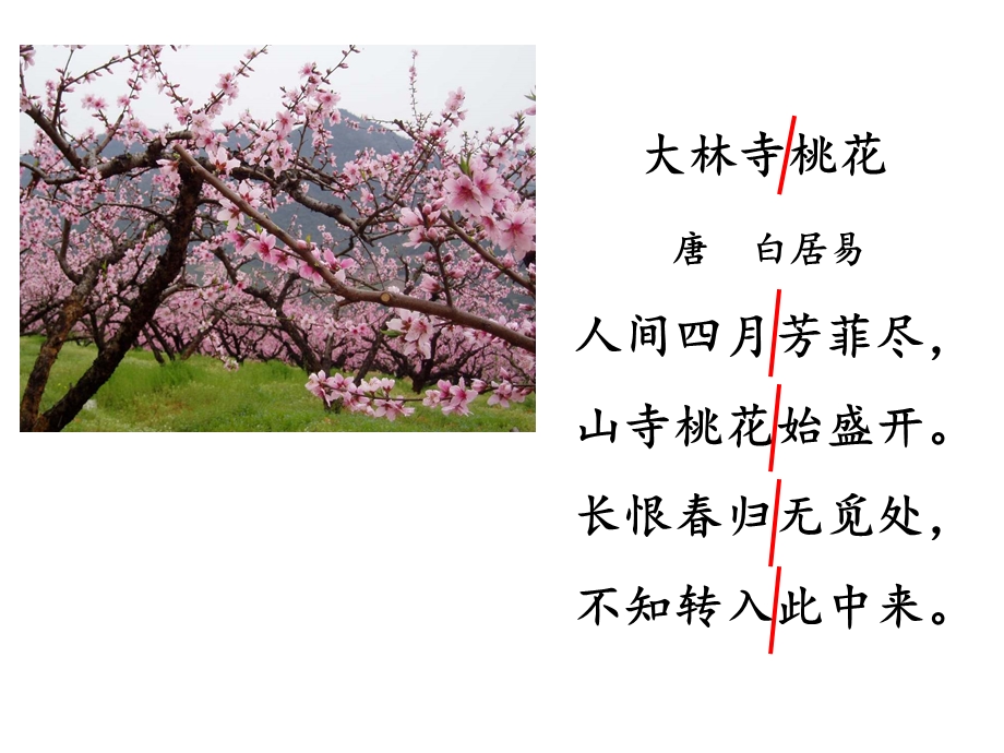 教学PPT山里的桃花开得迟(1).ppt_第1页