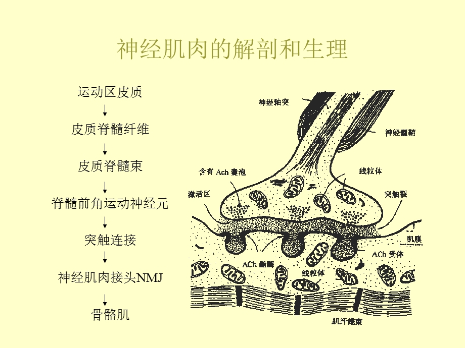 神经肌肉阻滞的基础与临床.ppt_第3页