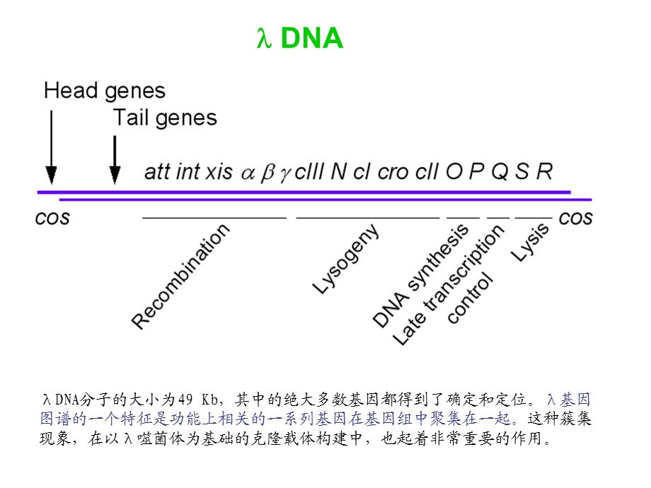 基因工程的载体(三).ppt_第1页