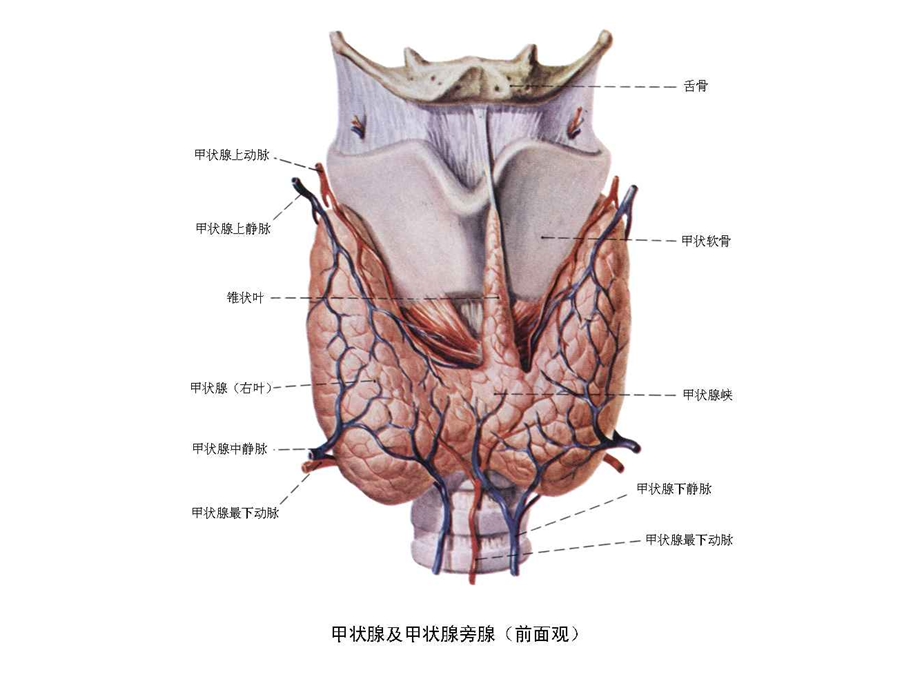 甲状腺疾病2.ppt_第3页