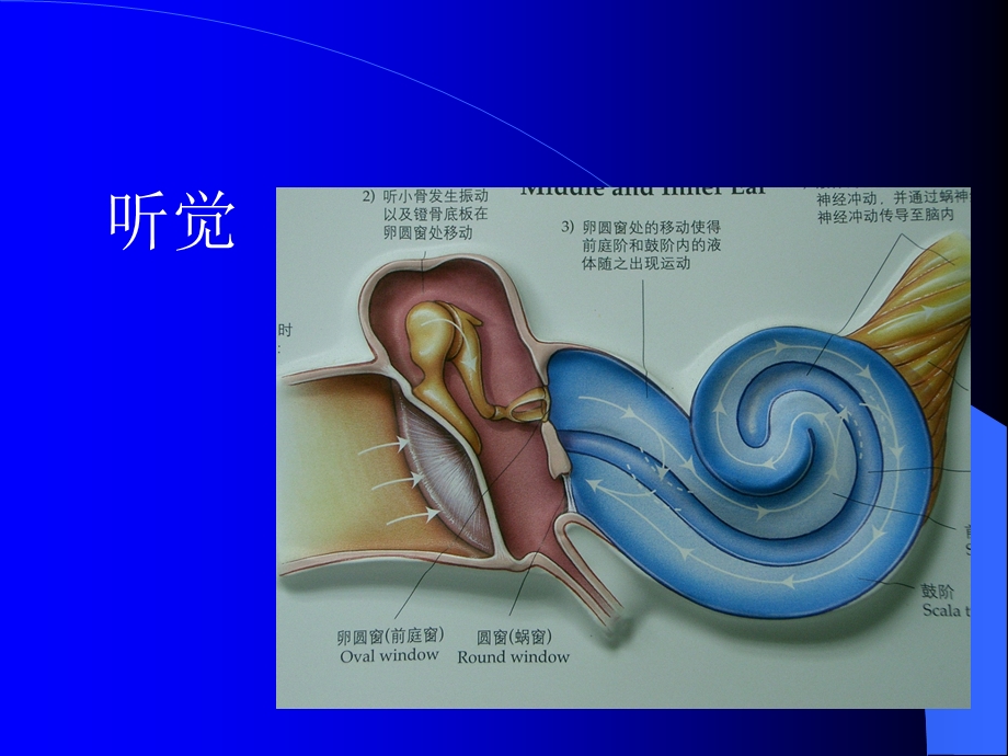 耳鼻咽喉-头颈外科学总论.ppt_第3页