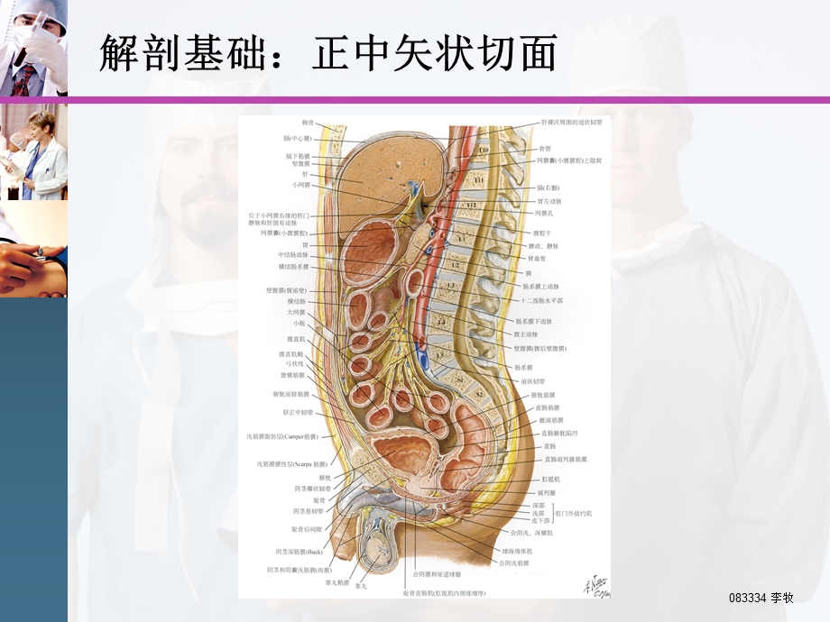 腹盆腔CT常见结构及临床意义讲座.ppt_第3页