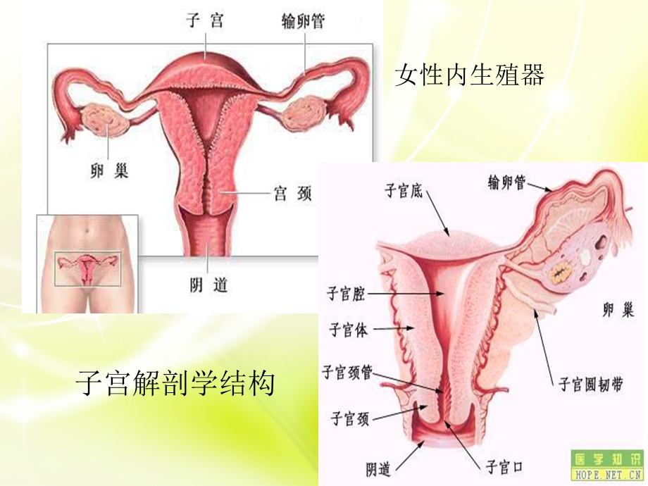 子宫内膜癌(2).ppt_第2页